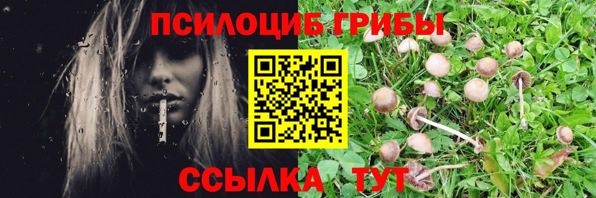 Вышний Волочёк  Псилоцибиновые грибы Cubensis  Вход с VPN 